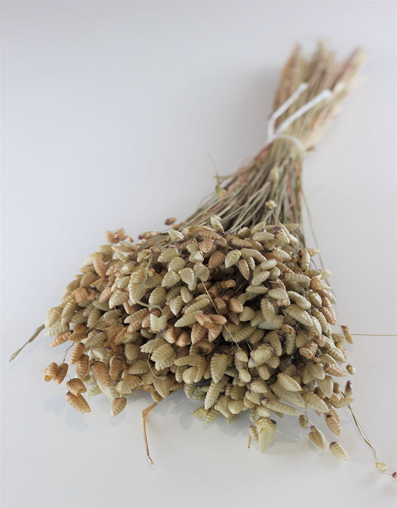 Dried Briza Maxima - Natural Bunch, 50 cm