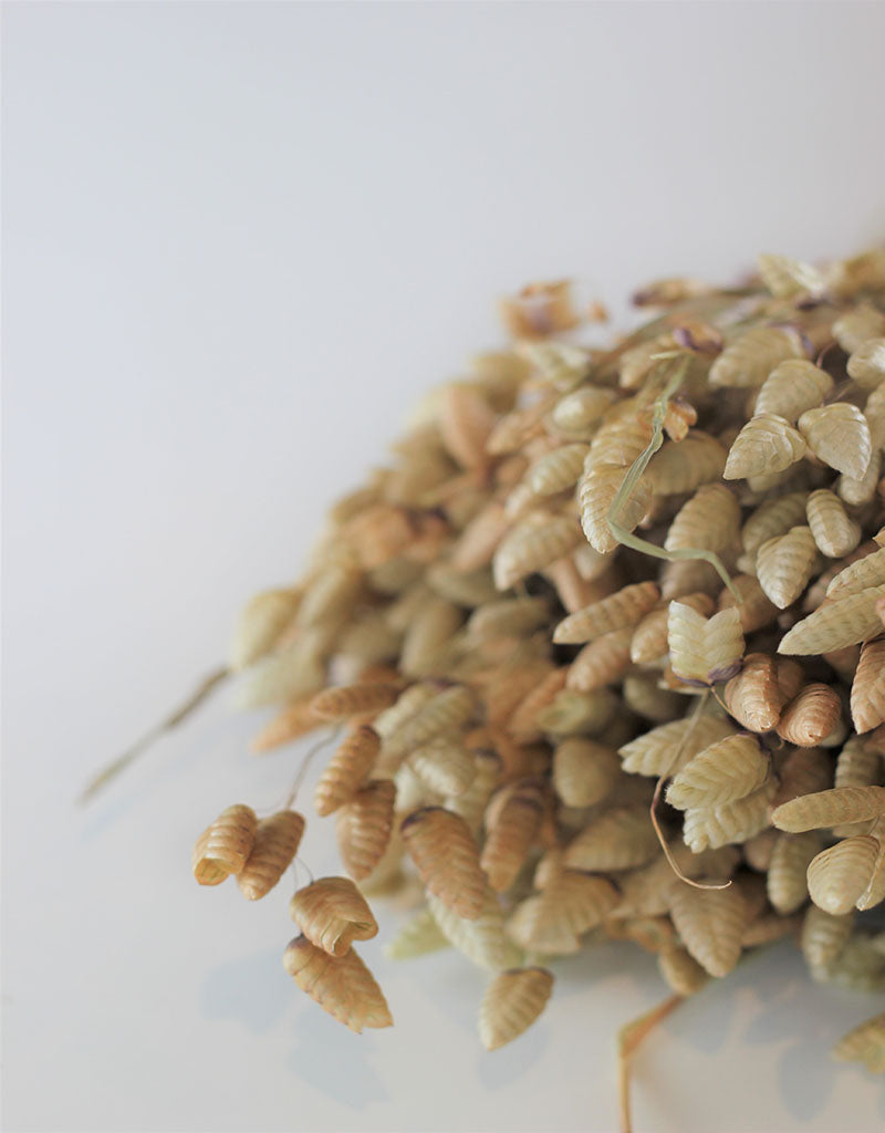 Dried Briza Maxima - Natural Bunch, 50 cm