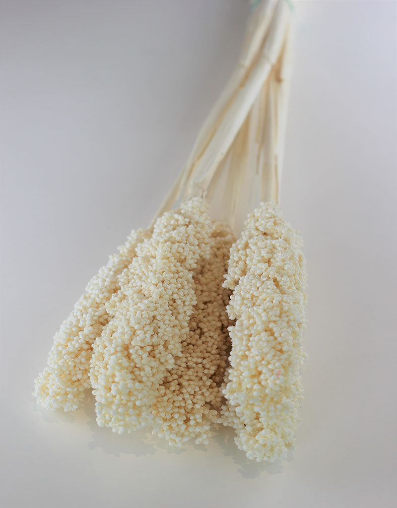 Dried Sorghum - Bleached, 6 Stems, 70 cm
