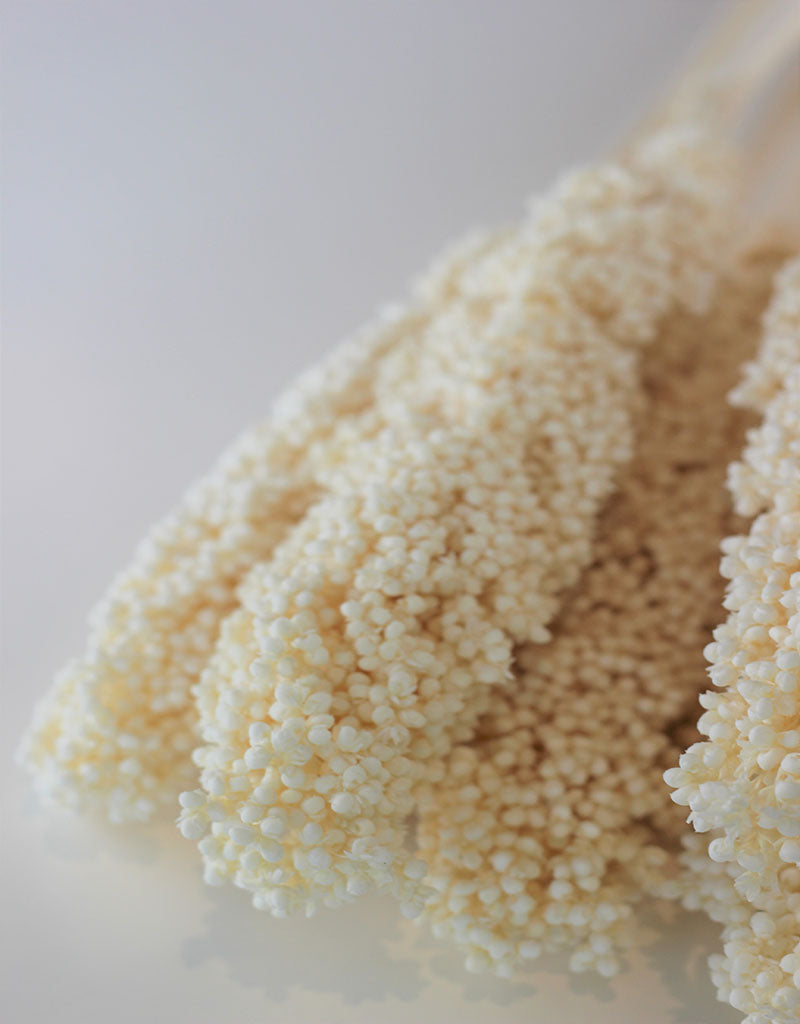 Dried Sorghum - Bleached, 6 Stems, 70 cm