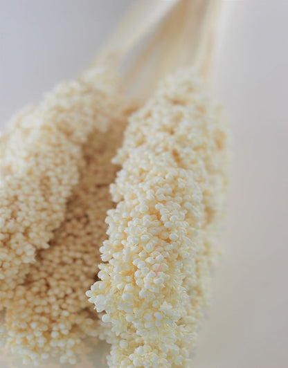 Dried Sorghum - Bleached, 6 Stems, 70 cm