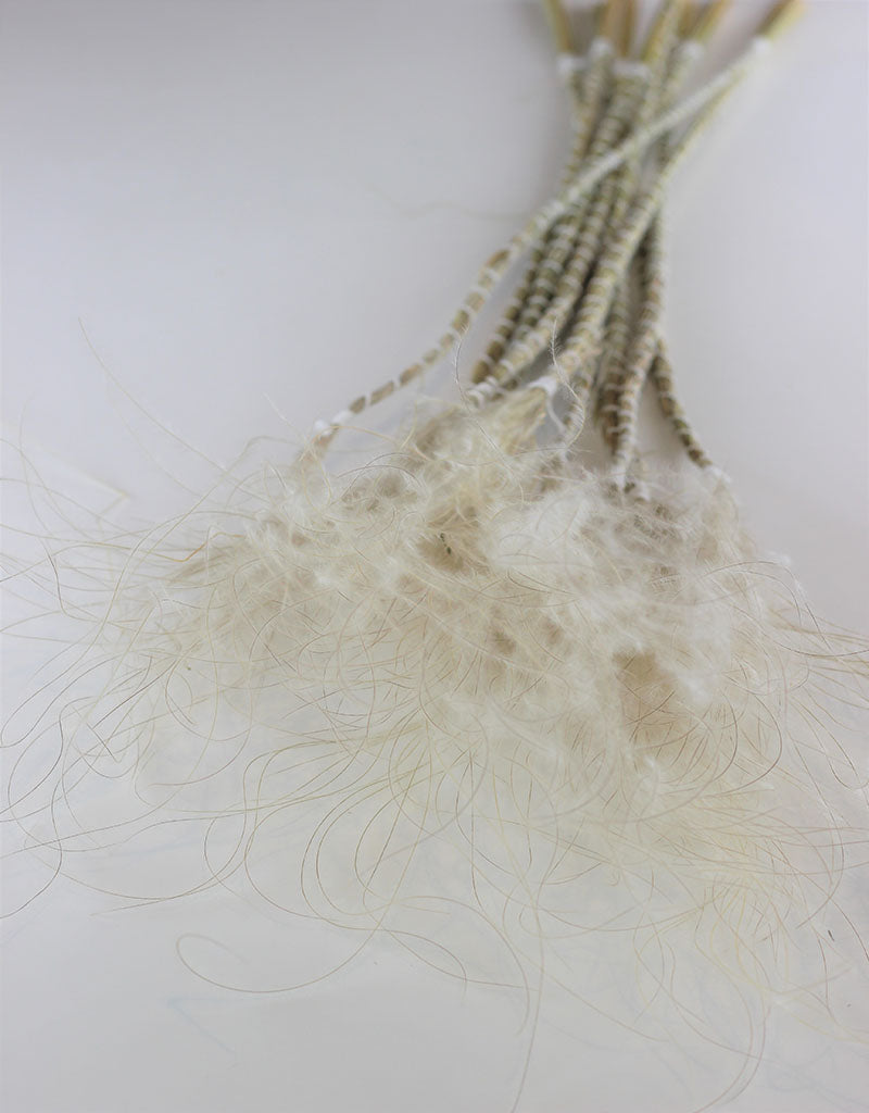 Dried Stypha Pennata - Natural Bunch, 60 cm