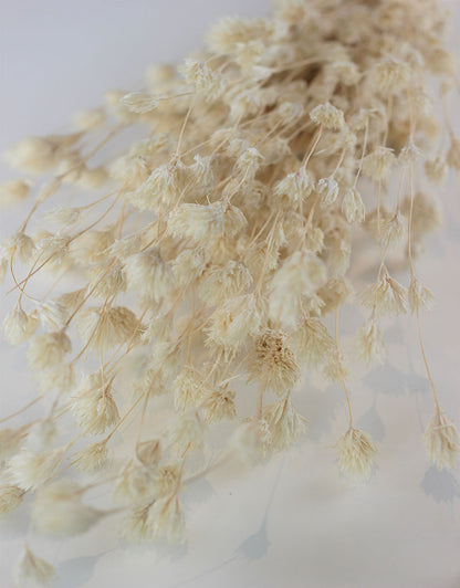 Dried Weeping Bamboo - Bleached Bunch, 45 cm
