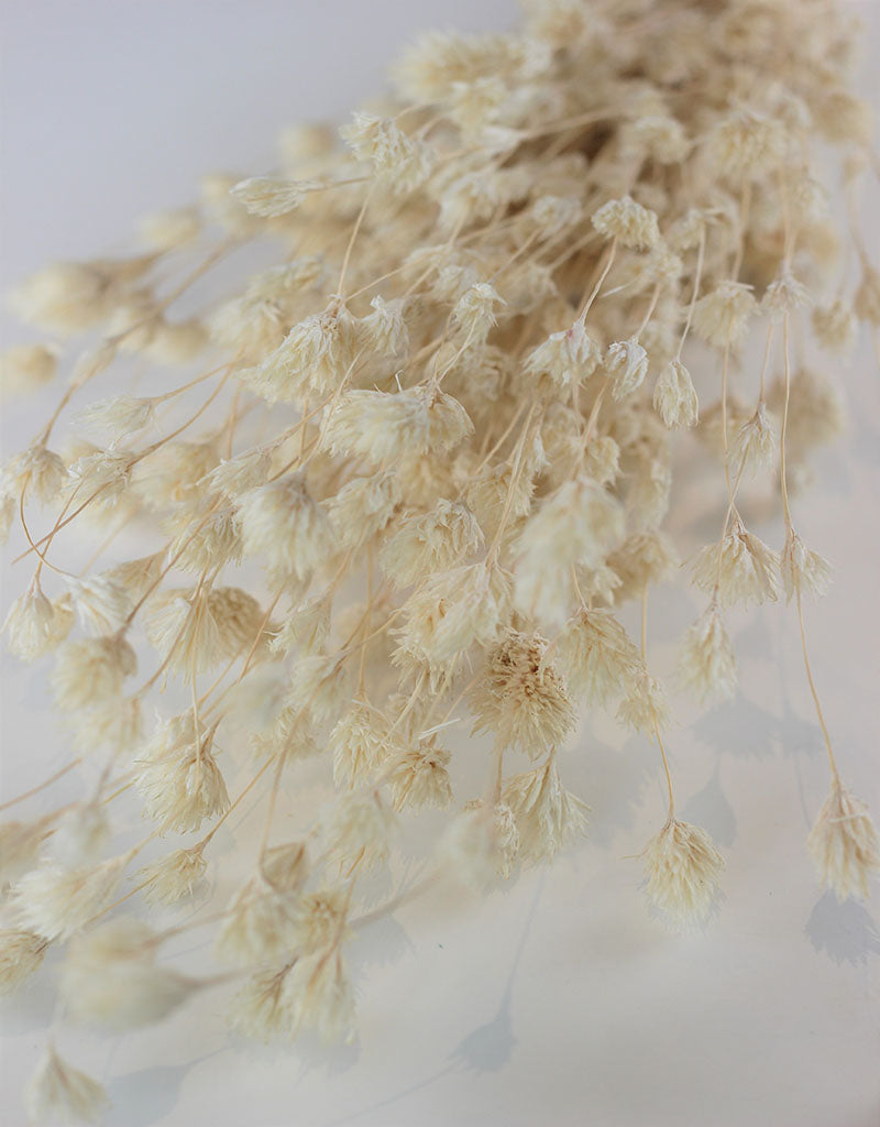 Dried Weeping Bamboo - Bleached Bunch, 45 cm