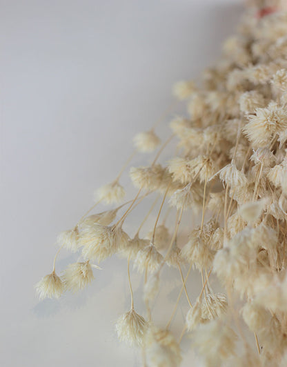 Dried Weeping Bamboo - Bleached Bunch, 45 cm