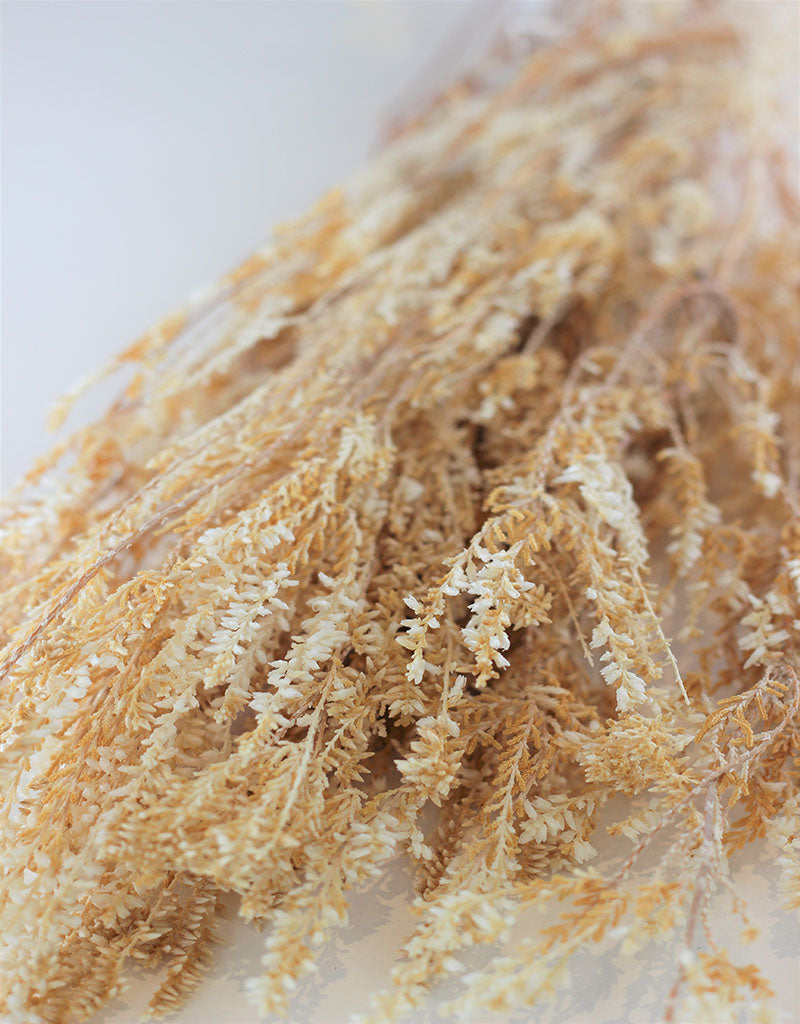 Preserved Erica - Semi Bleached Bunch, 70 cm