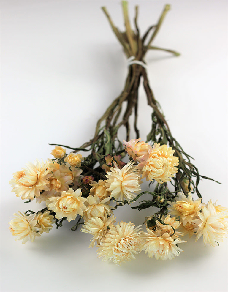 Dried Helichrysum, Cream bunch