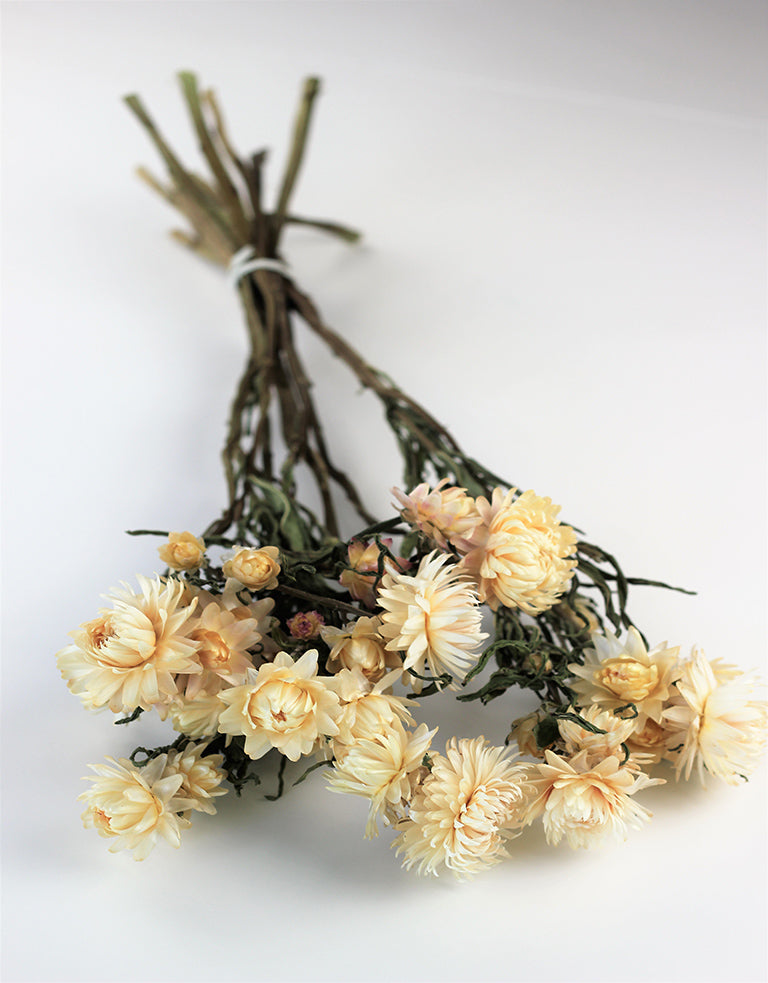 Buy Dried Helichrysum