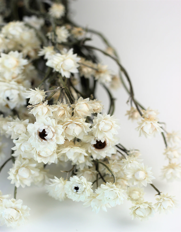 White Dried Ammobium bunch