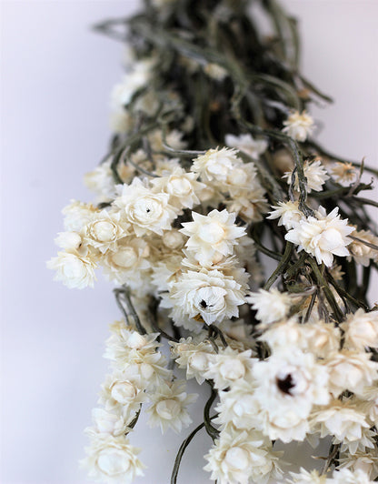 Dried Ammobium Bunch in UK