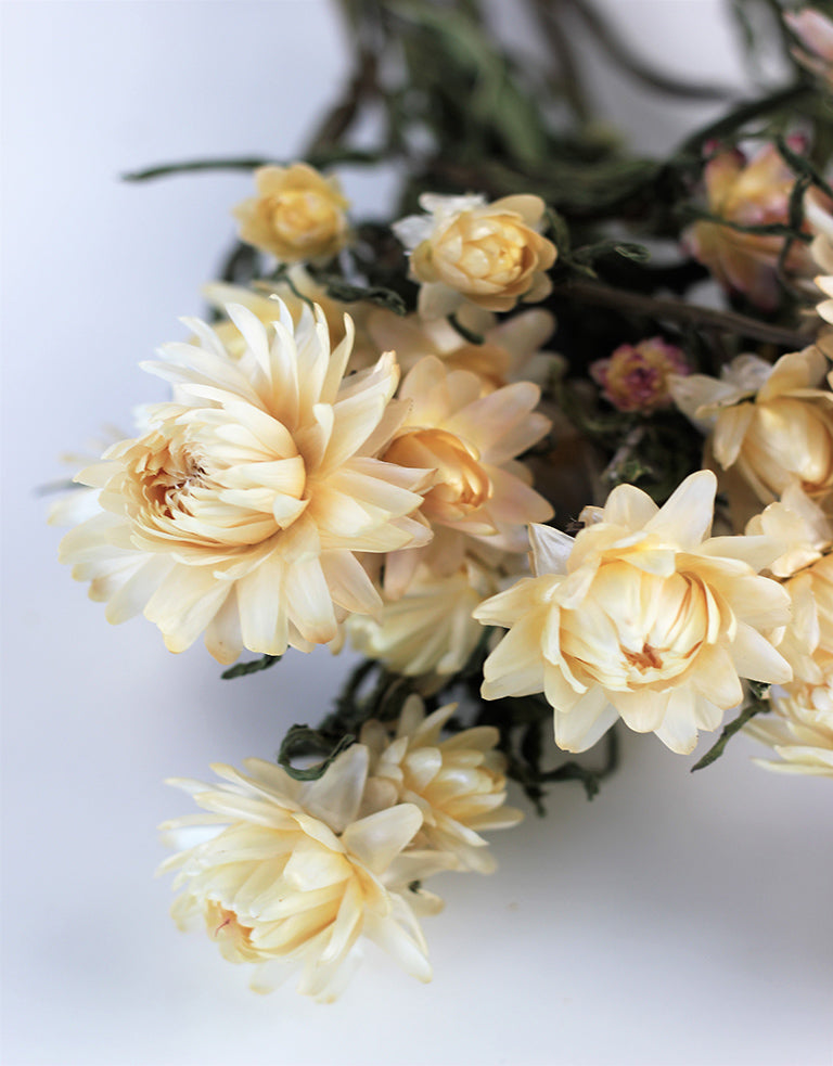 Dried Helichrysum at Dried Flowers &amp; Decor
