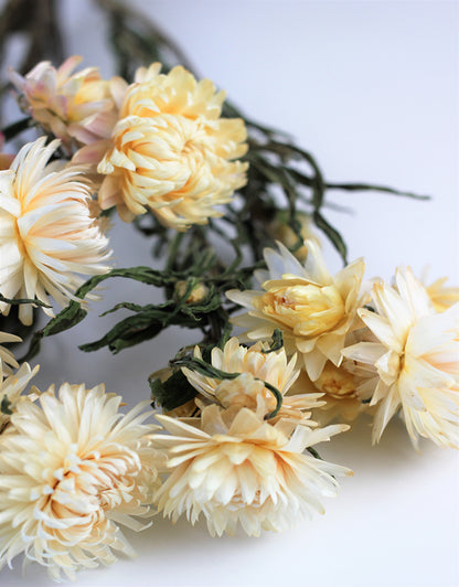 Dried Helichrysum flowers