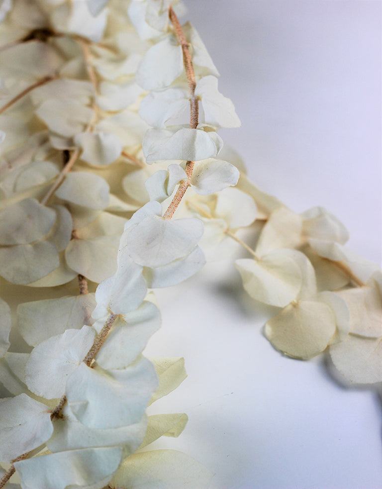 Bleached Cinerea