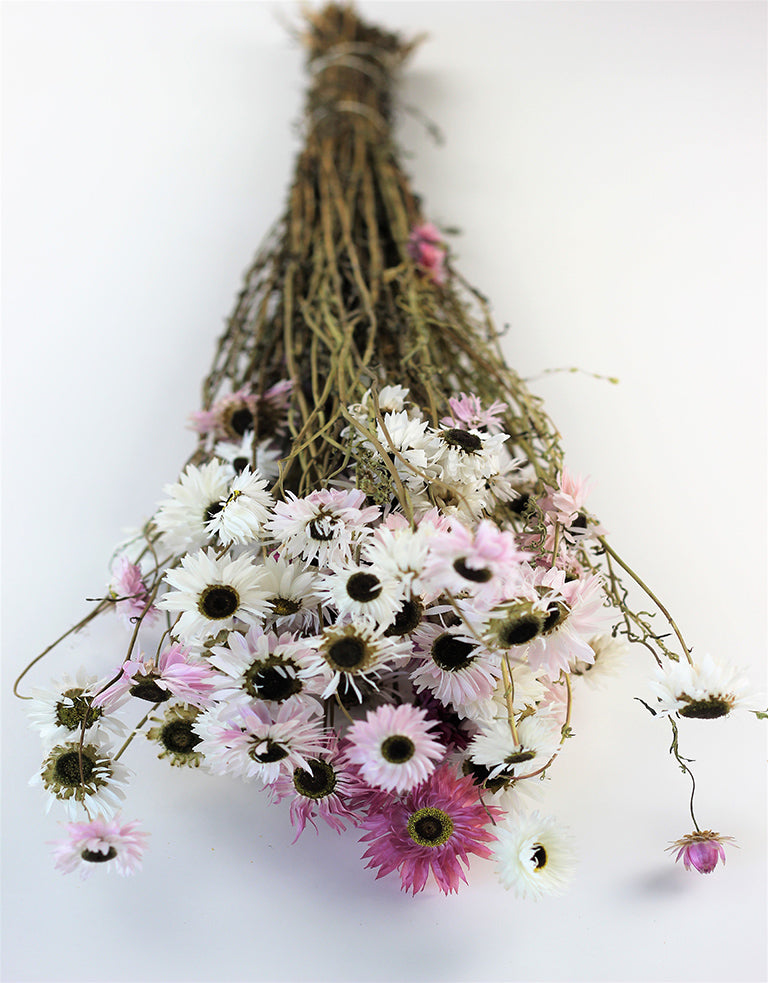 Dried Acroclinium mixed bunch