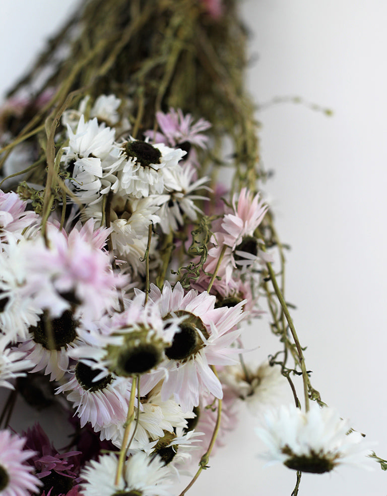  Beautiful Dried Acroclinium, Pink &amp; White bunch