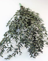 Preserved Parvifoglia Eucalyptus