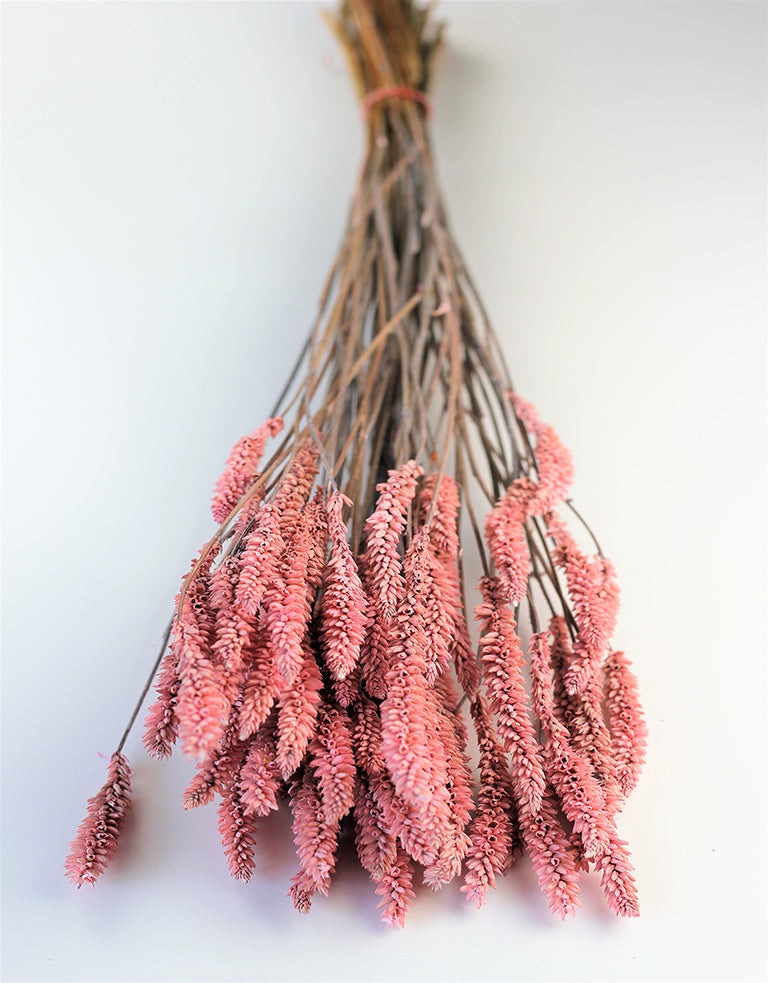 Pink Dried Celosia