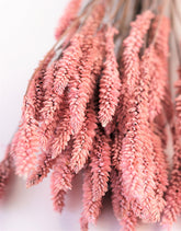 Dried Celosia