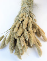 Dried Setaria Natural bunch