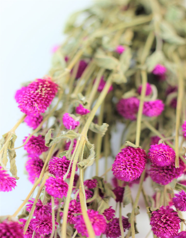 Dried Gomphrena