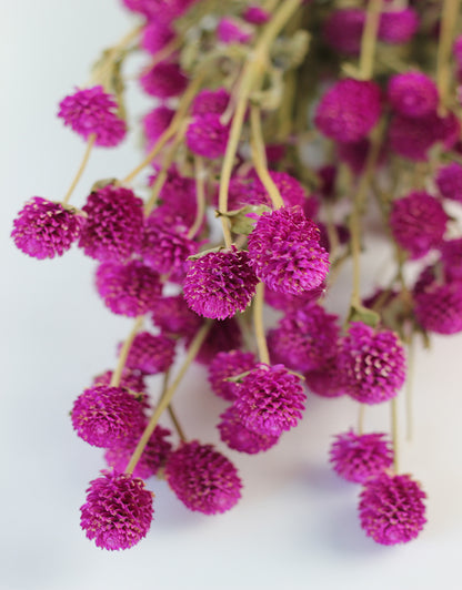 Dried Gomphrena, Cerise Pink