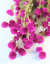 Pink Gomphrena