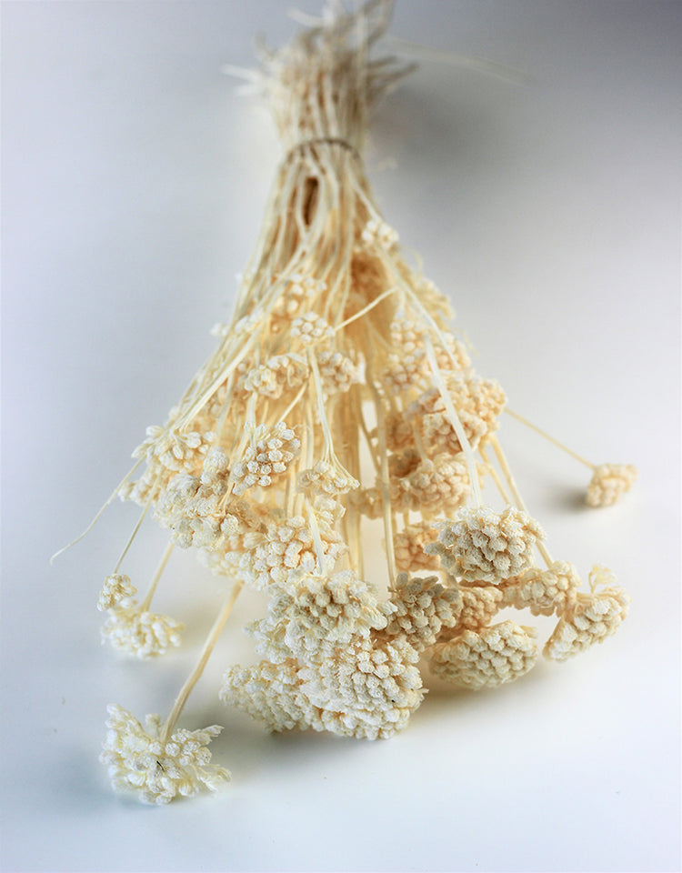 Buy Dried Flowers Online in UK Leading Dried Flowers Suppliers Page