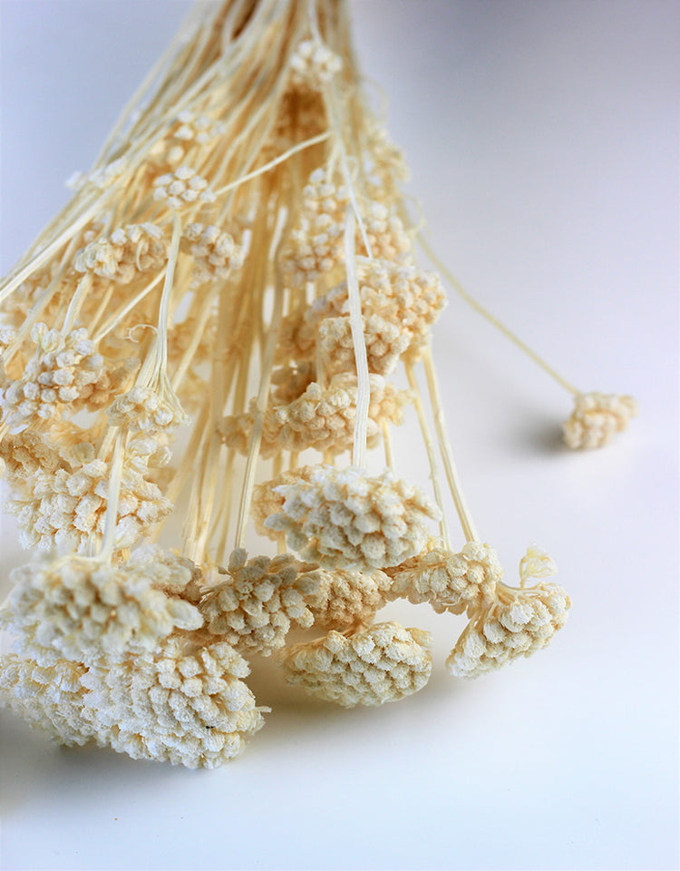 Buy Dried Flowers Online in UK Leading Dried Flowers Suppliers Page