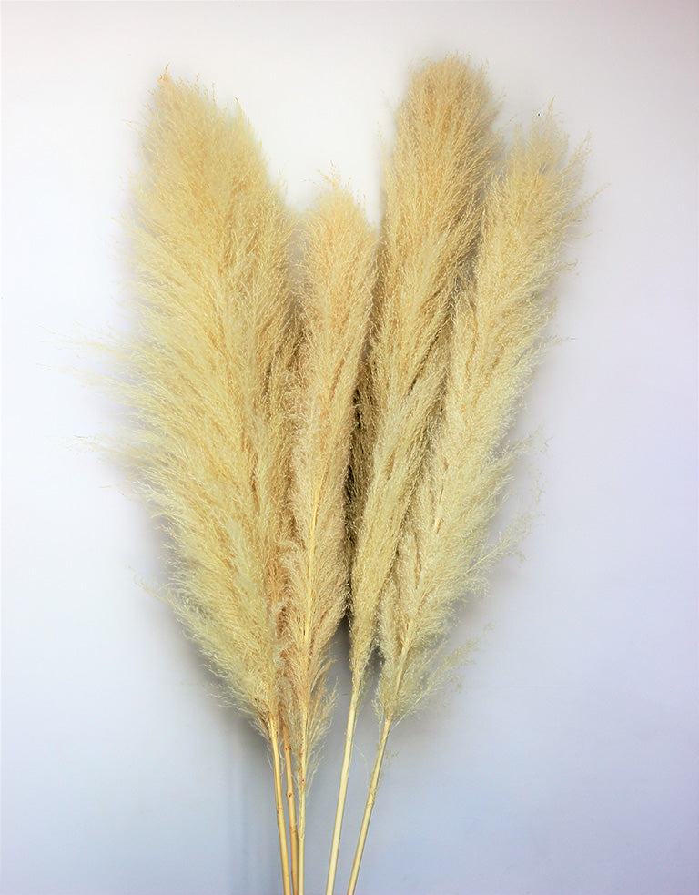 Dried Pampas Grass