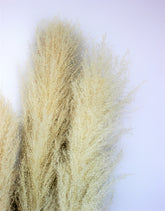 Dried  Lao Pampas Grass bunch