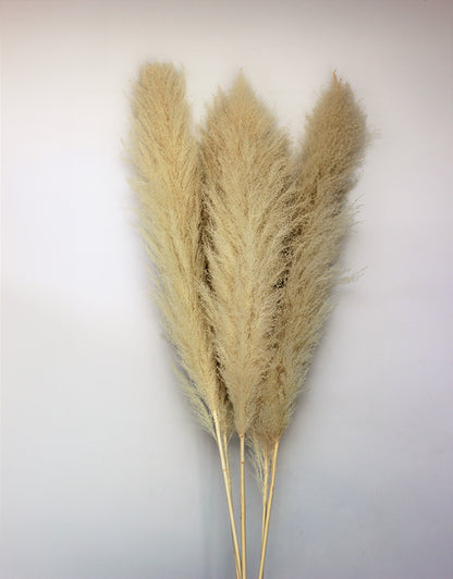 Pampas Grass for Sale UK