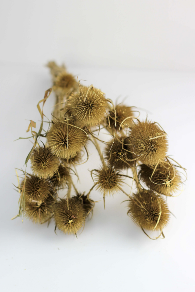 Dried Thistle - Gold Bunch