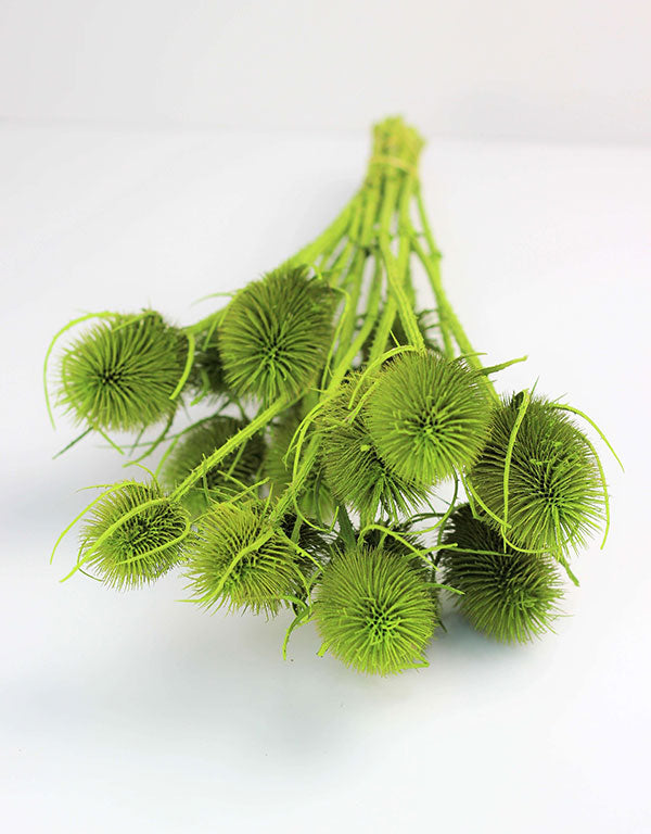 Dried Cardi Thistle- Apple Green Bunch