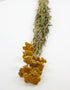 Dried Yellow Achillea - 10 Stems, 70 cm