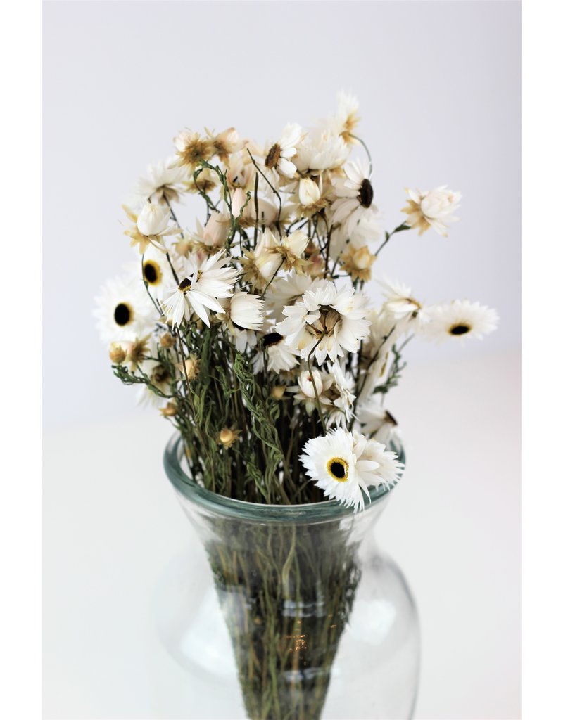 Dried Acroclinium - White Bunch, 30 cm