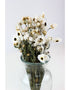 Dried Acroclinium - White Bunch, 30 cm