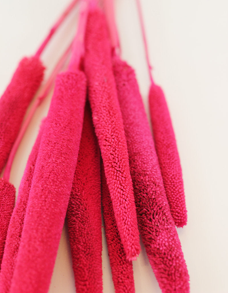 Dried Babala - Amazing Cerise Hot Pink Bunch