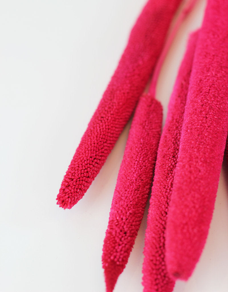 Dried Babala - Cerise Hot Pink Bunch