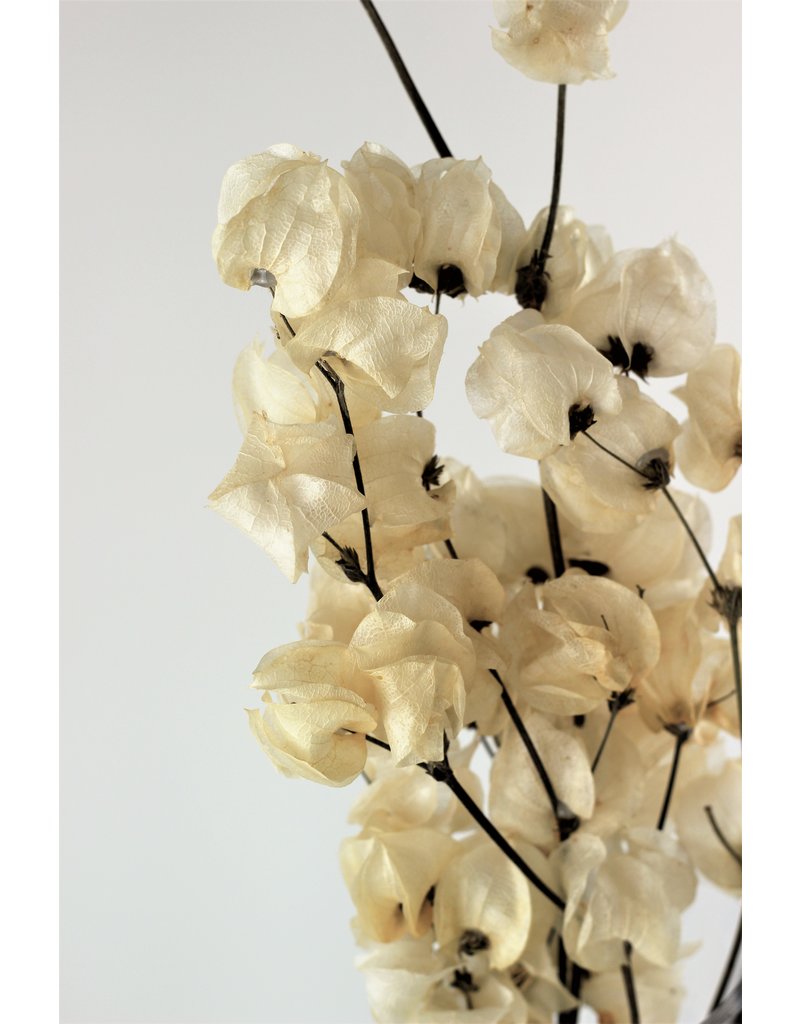 Dried Bougainvillea - Bleached