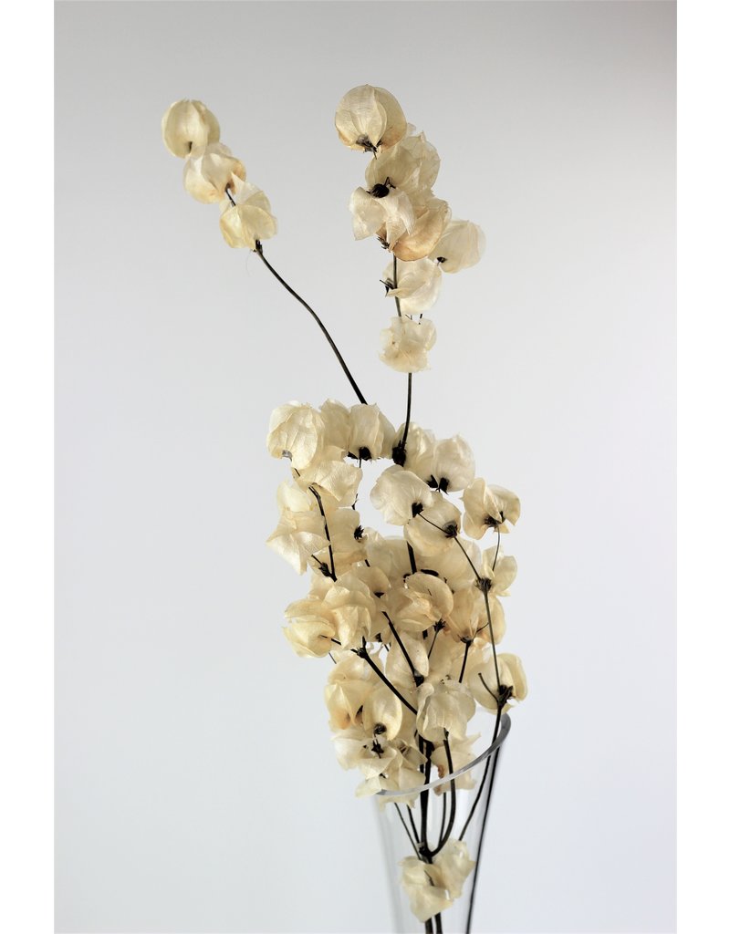 Dried Bougainvillea - Bleached, 45 cm