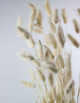 Dried Bunny Tails Lagurus Grass - Bleached bunch