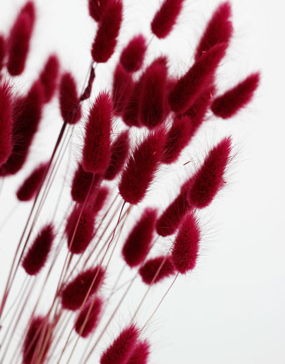 Dried Bunny Tails - Bordeaux Red Bunch