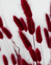 Dried Bunny Tail- Bordeaux Red Bunch