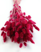 Dried Bunny Tail Lagurus Grass - Bordeaux Red Bunch