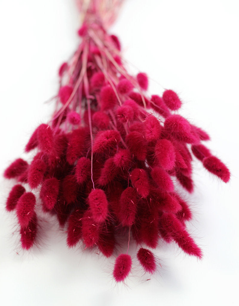 Dried Bunny Tail Lagurus Grass - Bordeaux Red Bunch