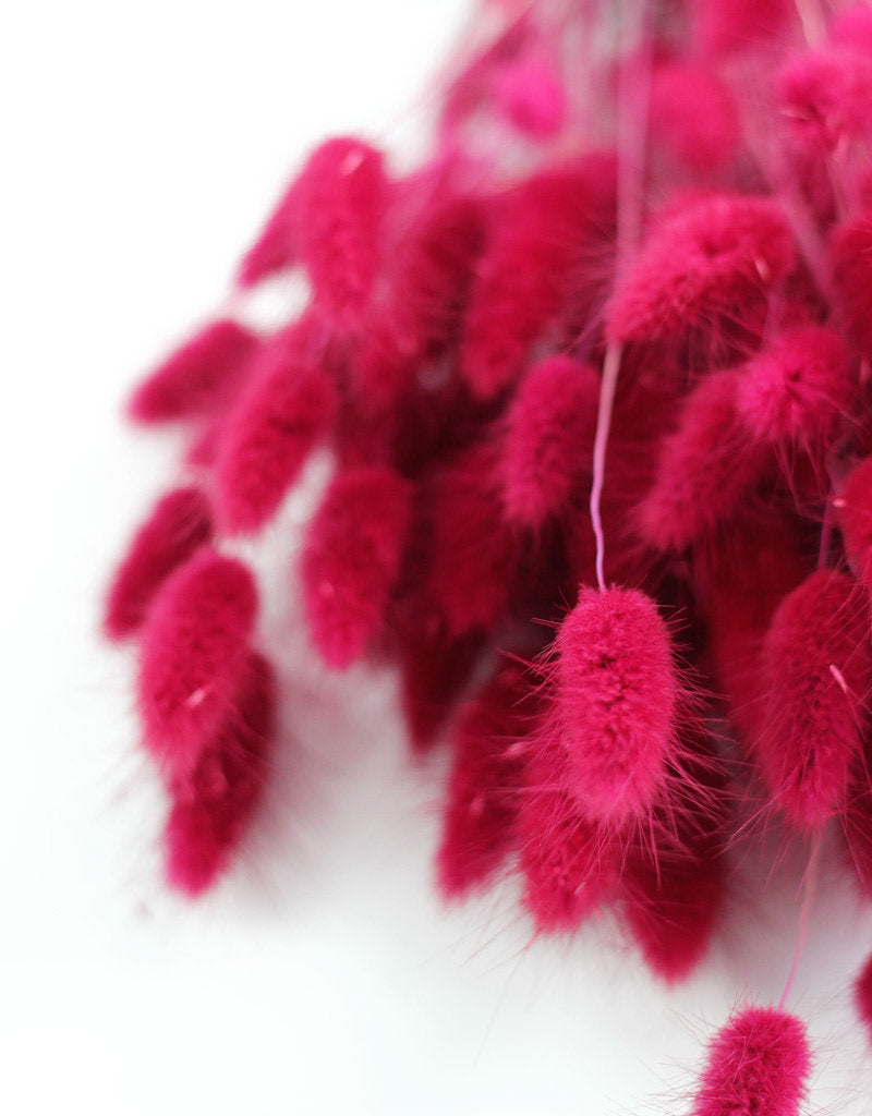 Dried Bunny Tail Lagurus Grass - Bordeaux Red Bunch Poly