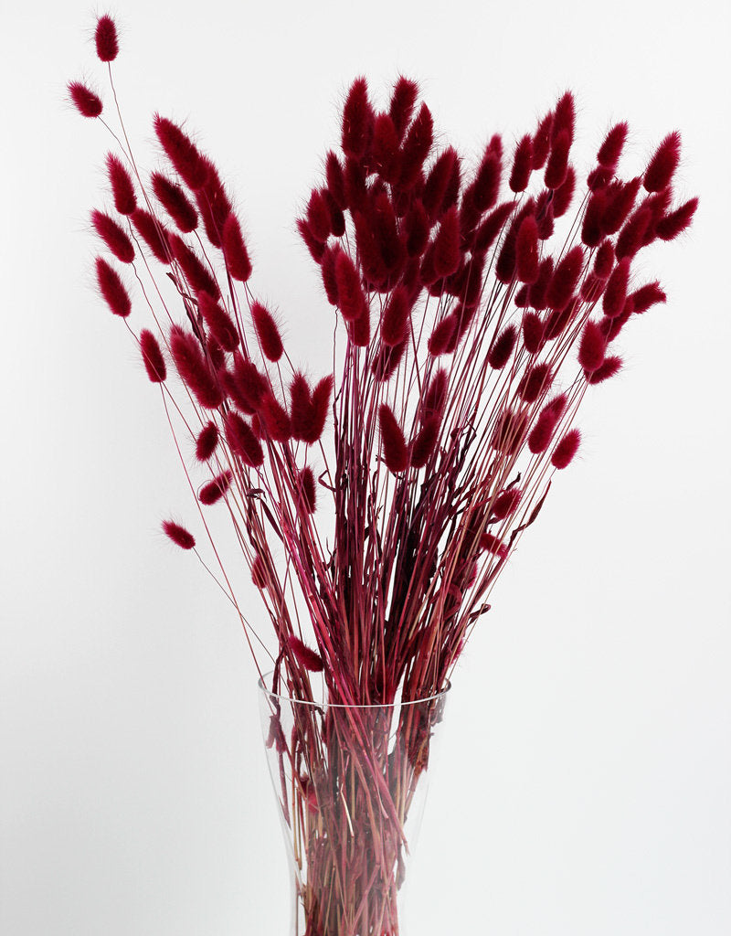 Dried Bunny Tail Lagurus Grass - Bordeaux Red Bunch Poly, 70 cm