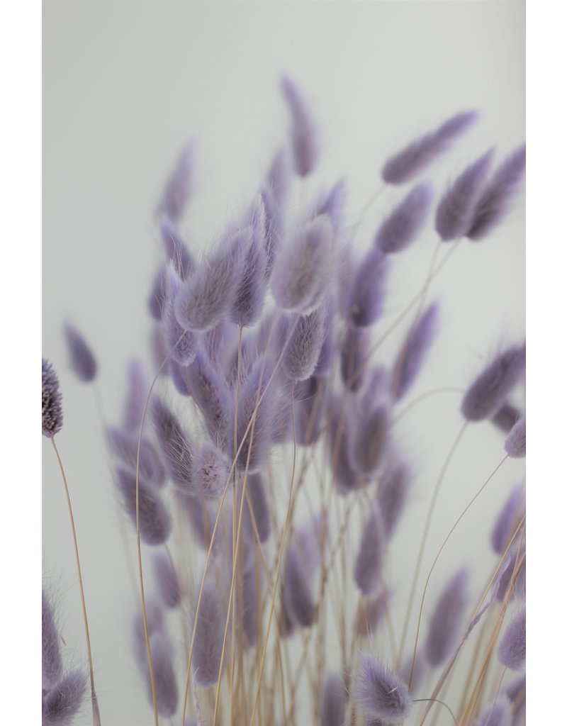Dried Bunny Tail Lagurus Grass - Lavender, 100 Grams, 70 cm