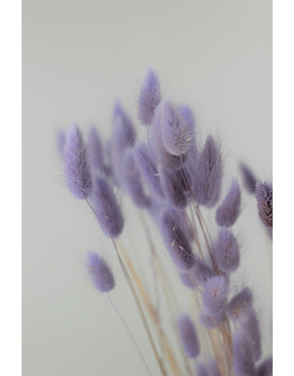 Dried Bunny Tail Lagurus Grass Lavender