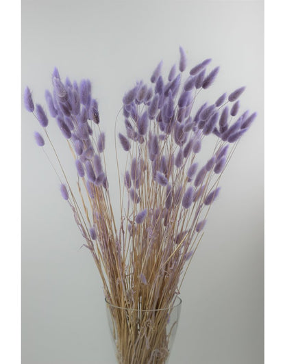 Dried Bunny Tail Lagurus Grass Lavender UK